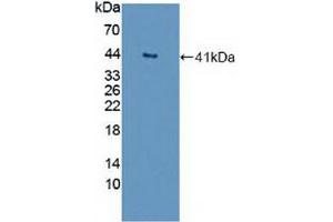 Figure. (GNB2 antibody  (AA 2-340))