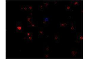 Immunofluorescence (IF) image for anti-CD19 Molecule (CD19) antibody (Alexa Fluor 647) (ABIN2657658)