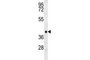 TRAF1 antibody western blot analysis in NCI-H460 lysate. (TRAF1 antibody  (AA 55-83))
