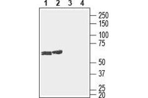 Western blot analysis of rat (lanes 1 and 3) and mouse (lanes 2 and 4) brain lysates: - 1,2. (GJC3 antibody  (1st Extracellular Loop))
