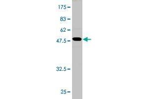 Western Blot detection against Immunogen (57. (AKTIP antibody  (AA 1-292))