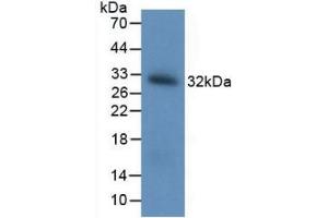 Detection of Recombinant BDNF using Polyclonal Antibody to Brain Derived Neurotrophic Factor (BDNF) (BDNF antibody  (AA 20-252))
