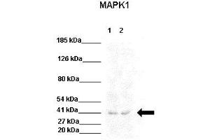 WB Suggested Anti-MAPK1 Antibody  Positive Control: Lane 1:441 µg HEK293 lysate Lane 2: 041 µg U205 lysate Primary Antibody Dilution: 1:0000Secondary Antibody: Goat anti-rabbit-HRP Secondry  Antibody Dilution: 1:0000Submitted by: Jose Luis Rosa, Universitat de Barcelona (ERK2 antibody  (Middle Region))