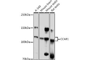 Western blot analysis of extracts of various cell lines, using CC antibody (ABIN6129224, ABIN6138030, ABIN6138032 and ABIN6217655) at 1:1000 dilution. (CCAR1 antibody  (AA 1-200))