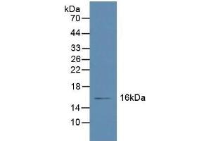 Retinol Binding Protein 5 Antikörper  (AA 2-135)