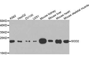 Western blot analysis of extracts of various cell lines, using SOD2 antibody. (SOD2 antibody)