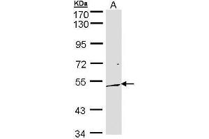 WB Image Sample (30 ug of whole cell lysate) A: 293T 10% SDS PAGE antibody diluted at 1:500