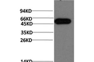 Western Blot analysis of Hela cells using ATG5 Monoclonal Antibody at dilution of 1:1000. (ATG5 antibody)