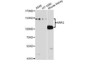 Western blot analysis of extracts of various cell lines, using NRP2 antibody (ABIN5971405) at 1/1000 dilution. (NRP2 antibody)