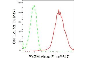 Flow cytometric analysis of PYGM expression in HeLa cells using PYGM antibody (ABIN7799835), 1:2,000). (PYGM antibody)