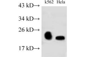 Western Blot analysis of K562 and Hela cells using RAB9A Polyclonal Antibody at dilution of 1:500 (RAB9A antibody)