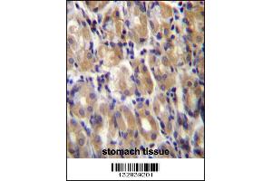 TOR1B Antibody immunohistochemistry analysis in formalin fixed and paraffin embedded human stomach tissue followed by peroxidase conjugation of the secondary antibody and DAB staining. (TOR1B antibody  (C-Term))