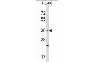 TAS2R7 Antibody (C-term) (ABIN1536847 and ABIN2848512) western blot analysis in HL-60 cell line lysates (35 μg/lane). (TAS2R7 antibody  (C-Term))