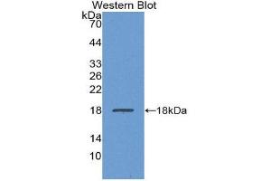 Western Blotting (WB) image for anti-Transthyretin (TTR) (AA 21-150) antibody (ABIN1863252) (TTR antibody  (AA 21-150))