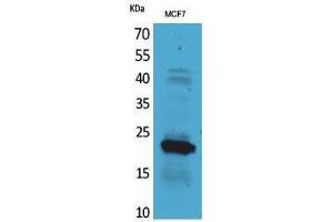Western Blotting (WB) image for anti-Interleukin 28 (IL28) (C-Term) antibody (ABIN3181017) (IL-28 antibody  (C-Term))