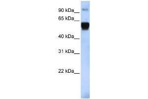 WB Suggested Anti-TRIM10 Antibody Titration:  0. (TRIM10 antibody  (Middle Region))