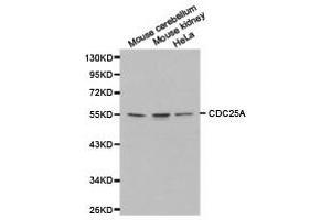Western Blotting (WB) image for anti-Cell Division Cycle 25 Homolog A (S. Pombe) (CDC25A) antibody (ABIN1871673) (CDC25A antibody)