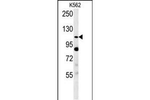 Western blot analysis in K562 cell line lysates (35ug/lane). (SEMA5A antibody  (AA 90-113))