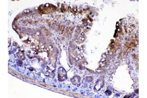 IHC testing of FFPE rat small intestine tissue with CFD antibody at 1ug/ml. (Adipsin antibody  (AA 26-253))