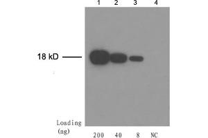 Lane 1-3: Trx fusion proteinLane 4: Negative control E. (Trx Tag antibody)