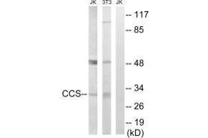 Western blot analysis of extracts from Jurkat cells and 3T3 cells, using CCS antibody. (Superoxide dismutase copper chaperone antibody  (C-Term))