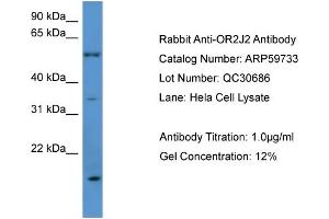 WB Suggested Anti-OR2J2  Antibody Titration: 0.