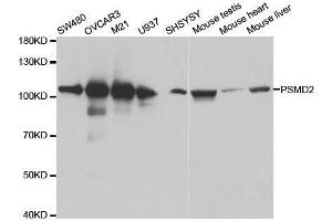 Western blot analysis of extracts of various cell lines, using PSMD2 antibody. (PSMD2 antibody  (AA 1-260))