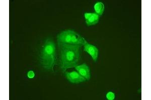 Immunofluorescence (IF) image for anti-Tumor Necrosis Factor, alpha-Induced Protein 1 (Endothelial) (TNFAIP1) (AA 27-52), (N-Term) antibody (ABIN3044360)