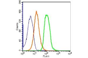293T cells probed with ZO-1 Polyclonal Antibody, ALEXA FLUOR® 647 Conjugated (bs-1329R-A647) at 1:100 for 30 minutes compared to control cells (blue) and isotype control (orange). (TJP1 antibody  (AA 1551-1702) (Alexa Fluor 647))