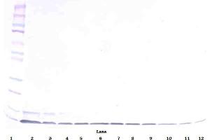 Image no. 2 for anti-Defensin, beta 1 (DEFB1) antibody (Biotin) (ABIN181701) (beta Defensin 1 antibody  (Biotin))