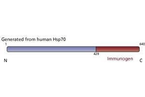 Image no. 2 for anti-Heat Shock Protein 70 (HSP70) (AA 429-640) antibody (ABIN968060) (HSP70 antibody  (AA 429-640))
