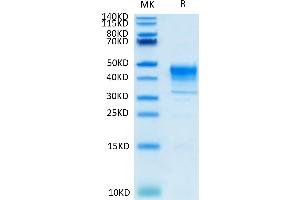 Biotinylated Cynomolgus MSLN on Tris-Bis PAGE under reduced condition. (Mesothelin Protein (MSLN) (AA 406-690) (His tag,Biotin))