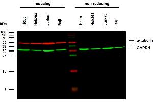 Anti-alpha-Tubulin Purified (TU-02) works in WB application under reducing conditions on RIPA cell extracts. (alpha Tubulin antibody)