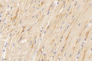 Immunohistochemistry analysis of paraffin-embedded rat heart using,APOBEC2 (ABIN7073085) at dilution of 1: 400 (APOBEC2 antibody)