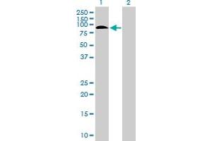 Western Blot analysis of SAFB2 expression in transfected 293T cell line by SAFB2 MaxPab polyclonal antibody. (SAFB2 antibody  (AA 1-528))