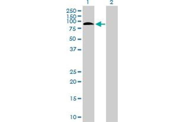 SAFB2 antibody  (AA 1-528)