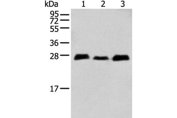 MOBKL3 antibody