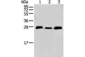 MOBKL3 anticorps