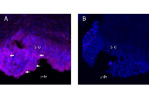 Free-floating frozen brain sections from a paraformaldehyde-perfused rat were incubated with rabbit anti-KCNQ1 (extracellular) antibody conjugated to ATTO  (ABIN7885282), 1:300.