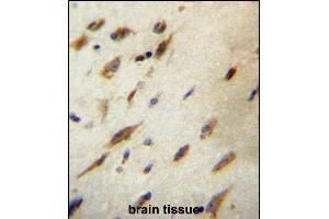 CCD Antibody (C-term) (ABIN657166 and ABIN2846300) immunohistochemistry analysis in formalin fixed and paraffin embedded human brain tissue followed by peroxidase conjugation of the secondary antibody and DAB staining. (CCDC134 antibody  (C-Term))