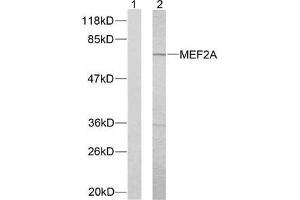 Western blot analysis of extracts from NIH/3T3 cells using MEF2A (Ab-312) antibody (E021039). (MEF2A antibody)
