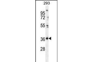 FOLR4 Antibody (N-term) (ABIN655929 and ABIN2845322) western blot analysis in 293 cell line lysates (35 μg/lane). (Folate Receptor 4 antibody  (N-Term))