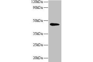 Western blot All lanes: NAPSA antibody at 2 μg/mL + Mouse kidney tissue Secondary Goat polyclonal to rabbit IgG at 1/10000 dilution Predicted band size: 46 kDa Observed band size: 46 kDa (NAPSA antibody  (AA 64-420))