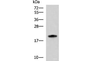 Western blot analysis of HL-60 cell lysate using MRPS28 Polyclonal Antibody at dilution of 1:600 (MRPS28 antibody)