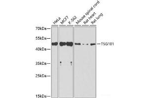 Western blot analysis of extracts of various cell lines using TSG101 Polyclonal Antibody at dilution of 1:1000. (TSG101 antibody)