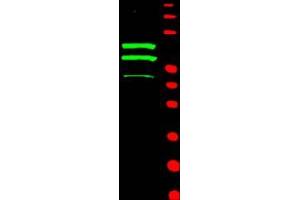 Image no. 1 for anti-Cyclin T2 (CCNT2) (AA 1-584) antibody (ABIN221156) (Cyclin T2 antibody  (AA 1-584))