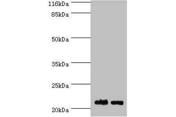 OBFC2A antibody  (AA 1-204)
