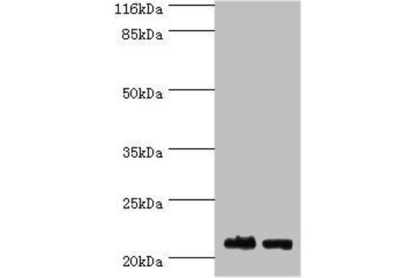 OBFC2A Antikörper  (AA 1-204)