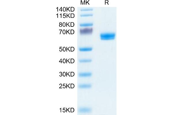 LTBR Protein (AA 31-227) (Fc Tag)