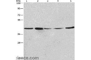 Western blot analysis of A549, NIH/3T3 and 293T cell?